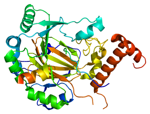 Structure of the HIF1A protein