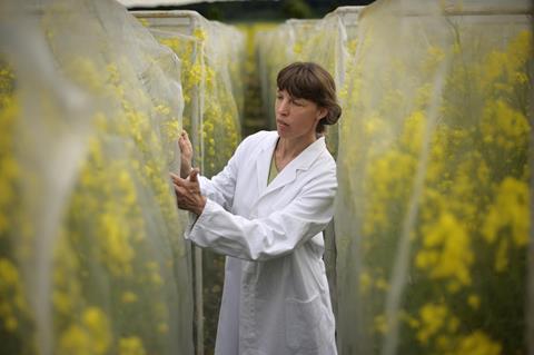 Scientist examines oilseed rape (canola) trials