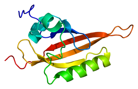 Structure of the ARNT protein