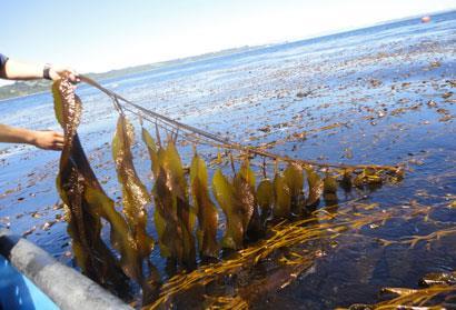 Seaweed-biofuels_410