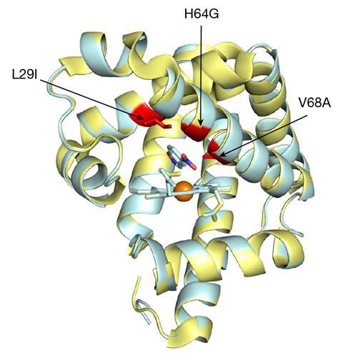 Enzyme