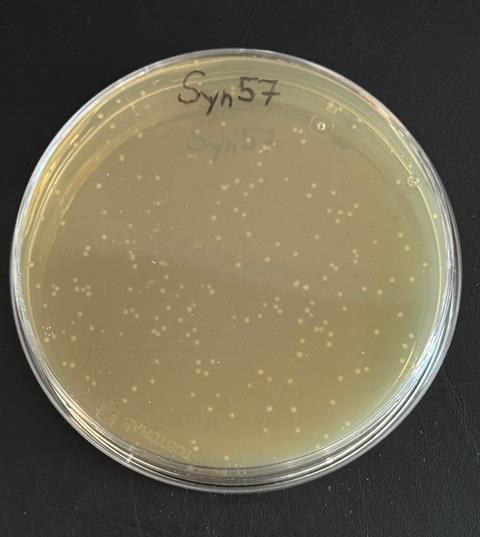 A photograph of the Syn57 bacteria growing in a Petri dish