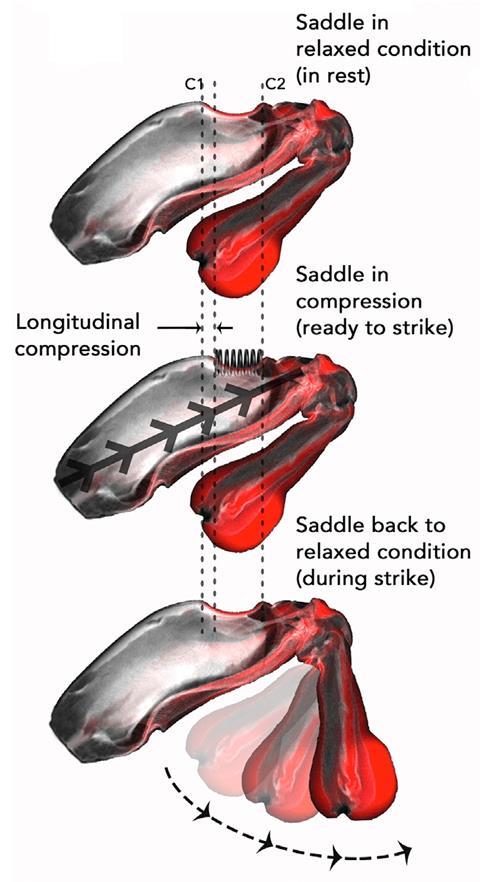 MicroCT image of the combined saddle and dactyl club of a mantis shrimp