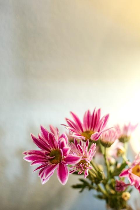 chrysanthemum flower