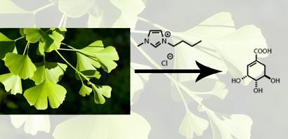 Ginkgo-biloba-schematic_410