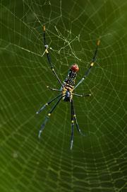 golden-orb-spider-female_shutterstock_180