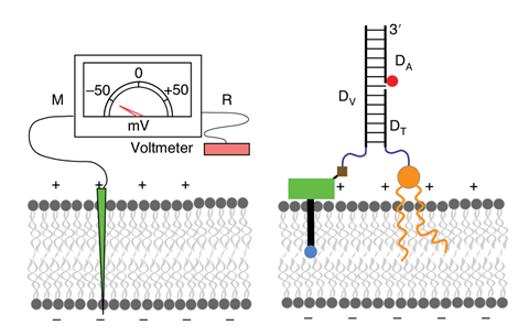 A schematic diagram of a voltmeter and an organelle voltmeter