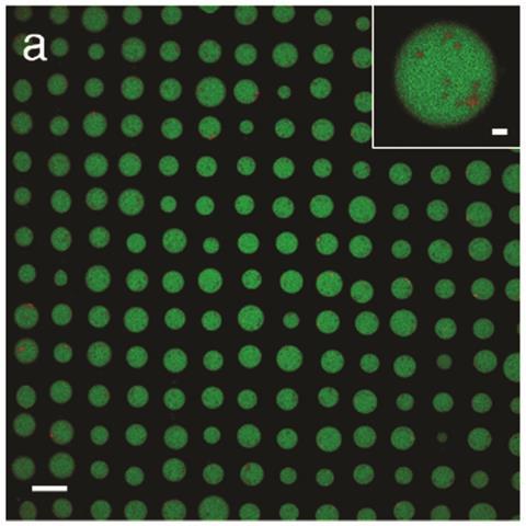 Confocal fluorescence microscopy image