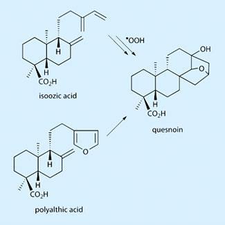 Isoozic-acid-325