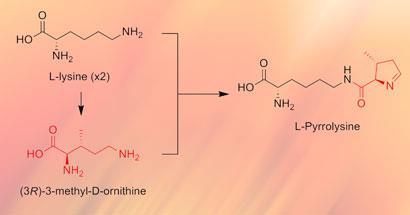 pyrrolysine-410