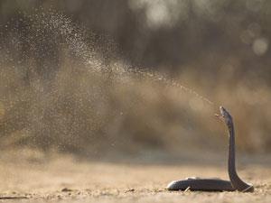 Mozambique-Spitting-Cobra_shutterstock_97045964