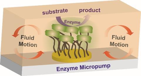 Immobilized catalytic enzyme pumps schematic