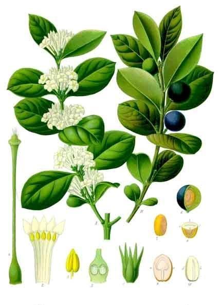 Illustration of Acokanthera schimperi flowers, leaves, fruit and seeds