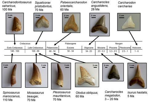 Mineral Analysis Surveys Shark Smile Evolution Research Chemistry World