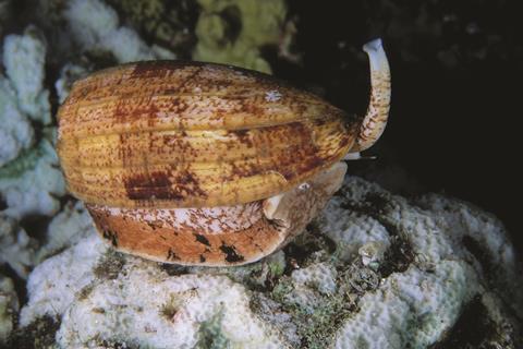 0118CW - Venoms Feature - Cone snail