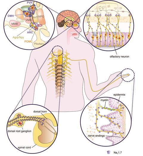 0118CW - Venoms Feature - Nav1.7 locations in humans