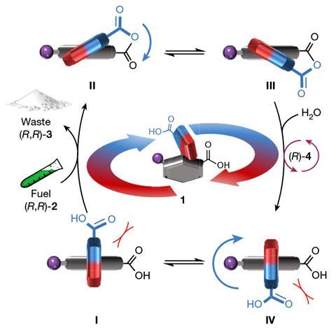 A scheme showing the four different strages of the molecular ratchet