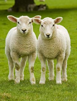 Twin-lambs_shutterstock_250