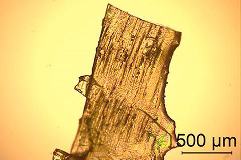 Microscope image