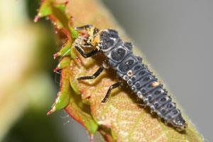 ladybird-aphid-200