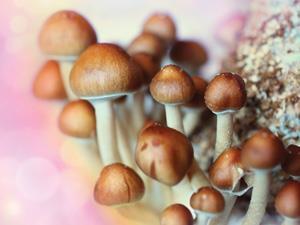 Psilocybin mushrooms