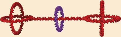 DNA-Rotaxane-410