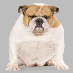 First Drug For Fat Dogs News Chemistry World