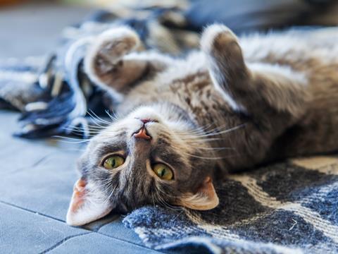 A photograph of a fluffy cat