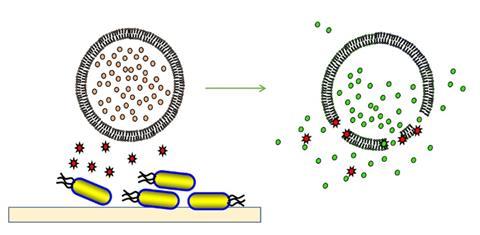 Cartoon of bacterial toxins rupturing a vesicle to release fluorescent dye