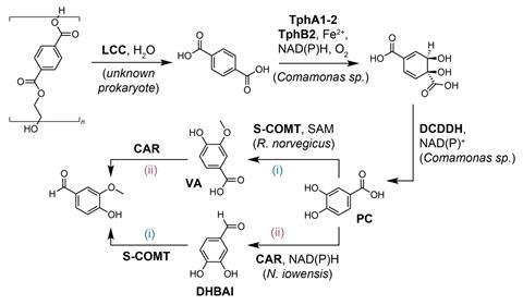 An image showing the proposed enzymatic pathway