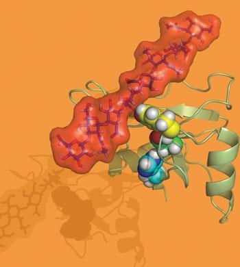 FEATURE-Glycans-350