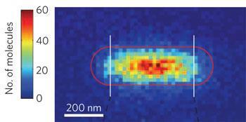 Histogram of a nanorod