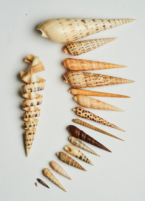 An image showing terebrid snails
