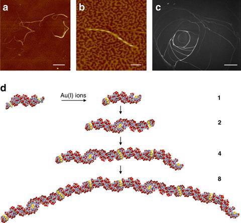 Semiconducting DNA