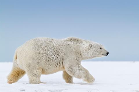 A large polar bear walking in the snow