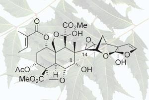 neem-azadirachtin-300