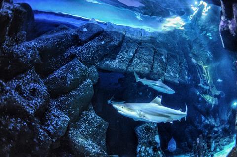Sharks swimming in an aquarium