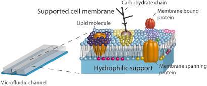 Supported-cell-membrane_410