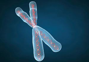 chromosome-300