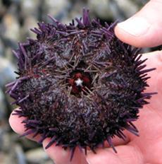 urchin-230