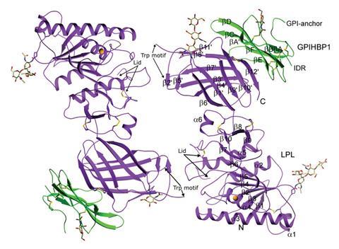 A picture showing the structure of the LPL–GPIHBP1 complex