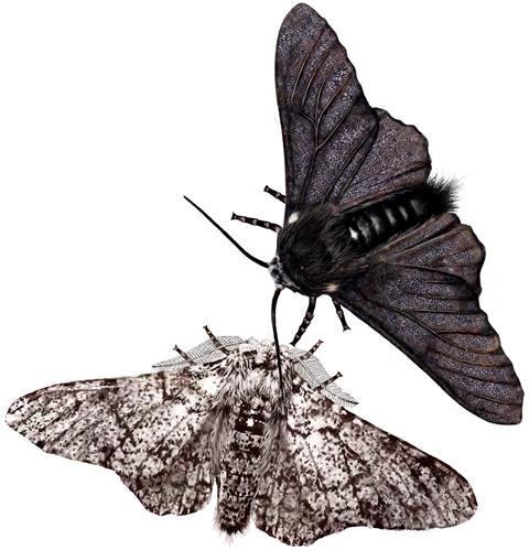 Peppered moth