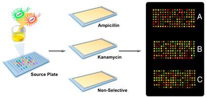 pnas_secret-agent-bacteria_410