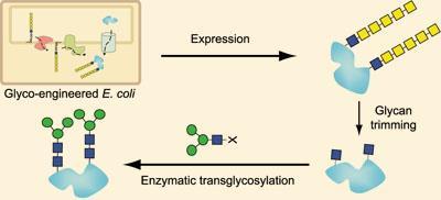 glycoprotein-400