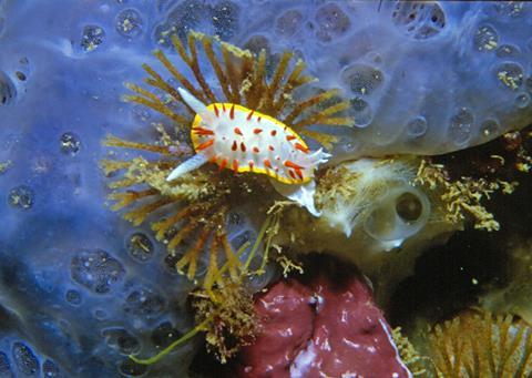 Photo of marine nudibranch Diaphorodoris papillata feeding on Bugula neritina