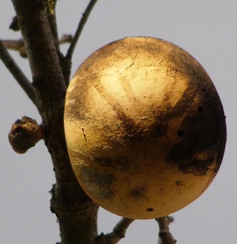 Oak apple gall on Garry oak (Quercus garryana), Sonoma County, California