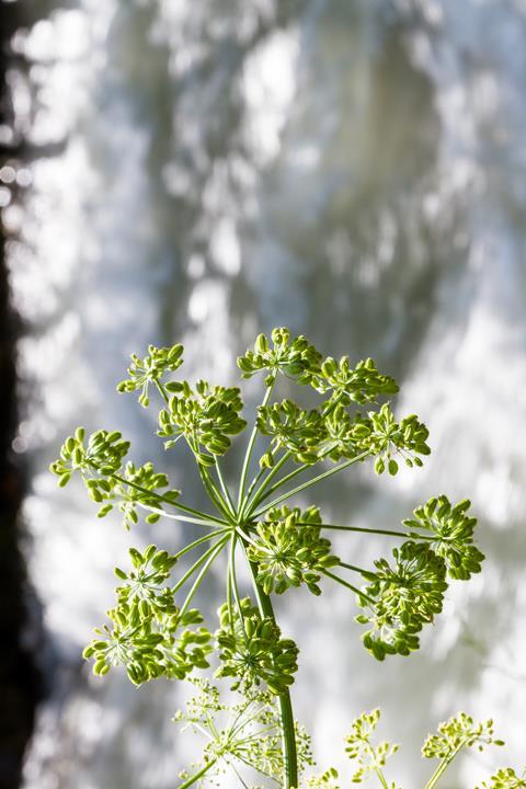 Close up of a hemlock 