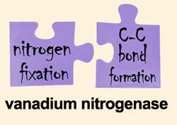 nitrogenase-250