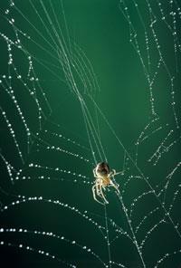 FEATURE-spiders-200