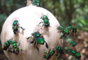 Bees-on-filter-paper-300